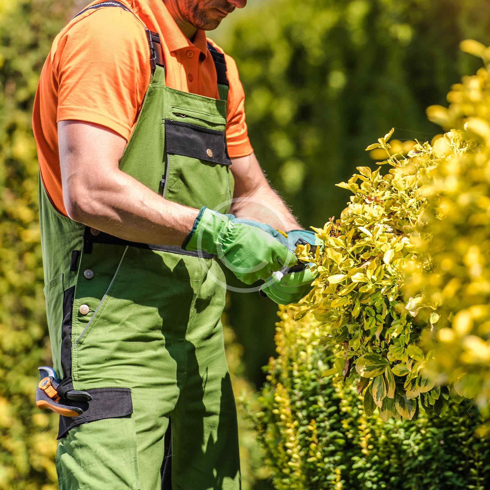 Hedge pruning