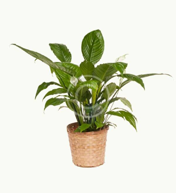 Spathiphyllum