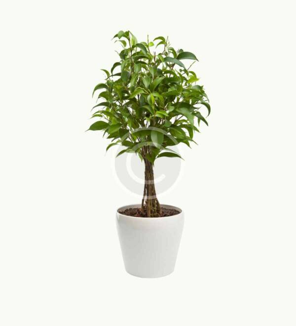 Ficus benjamina