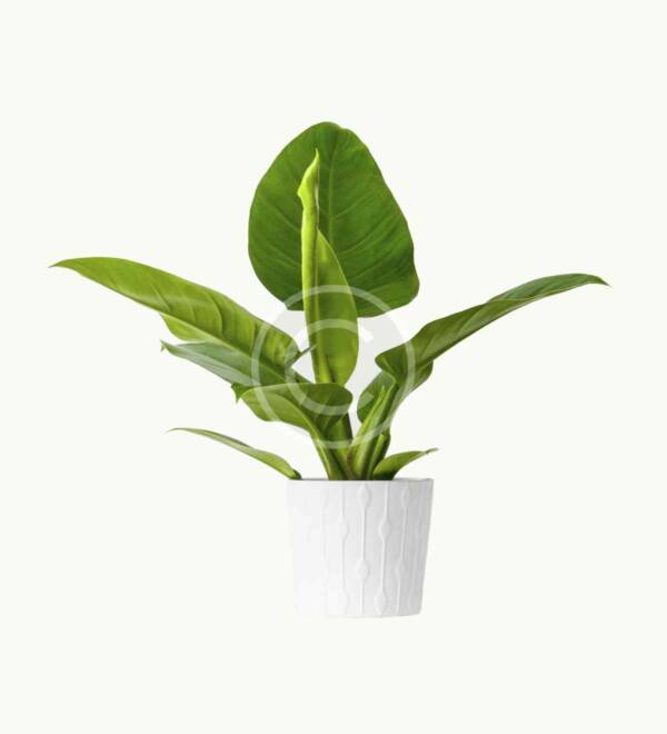 Philodendron